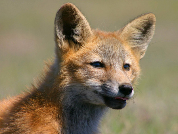Обои картинки фото foxes, of, san, juan, island, 03, животные, лисы