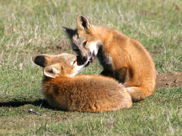 Обои картинки фото foxes, of, san, juan, island, 05, животные, лисы