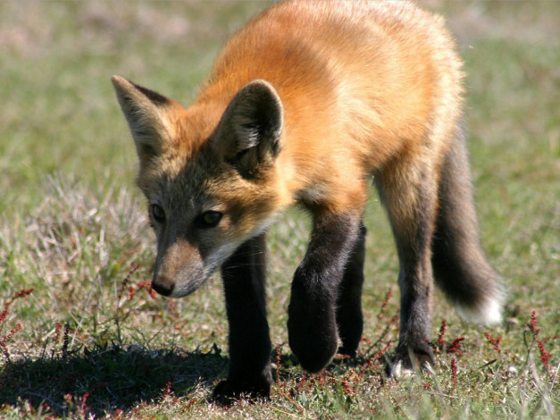 Обои картинки фото foxes, of, san, juan, island, 06, животные, лисы