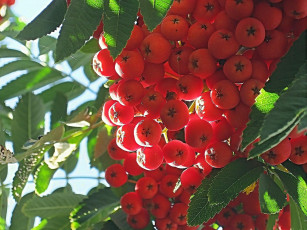 Картинка природа Ягоды рябина макро осень красные гроздь