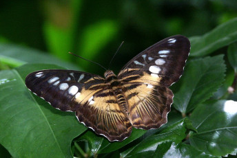 Картинка животные бабочки листья крылья