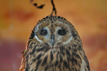 Картинка животные совы взгляд глаза