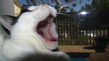Картинка животные коты пасть зевок