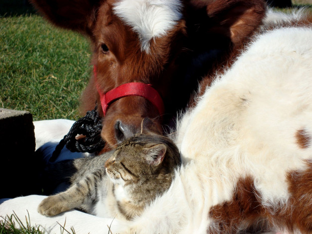 Обои картинки фото животные, разные, вместе, корова, кот