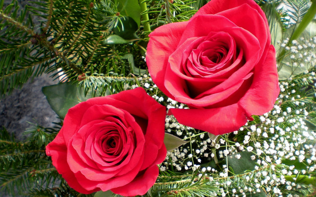 Обои картинки фото цветы, розы, гипсофила
