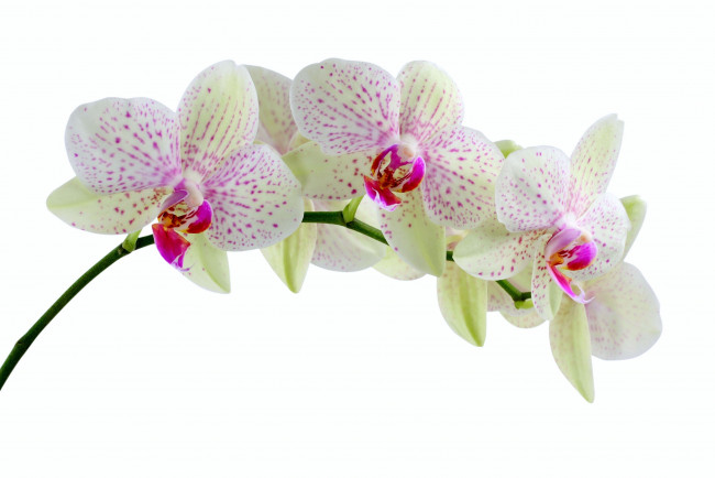 Обои картинки фото цветы, орхидеи, крапинки, ветка, белый