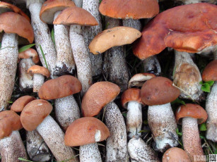 Картинка еда грибы грибные блюда