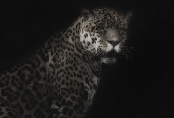 Картинка животные Ягуары портрет грозный