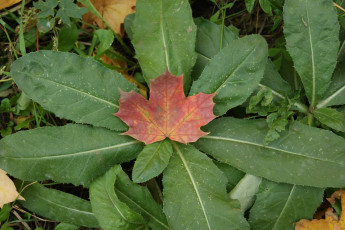 Картинка природа листья кленовый лист зеленые
