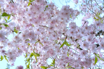 Картинка цветы сакура вишня воздушный весна розовый