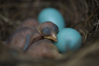 Картинка животные гнезда птиц дрозд птенцы яйца
