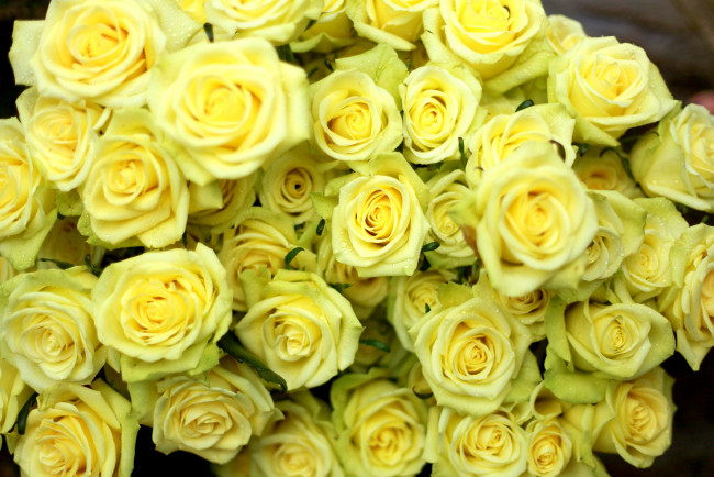 Обои картинки фото цветы, розы, много, лепестки, желтый