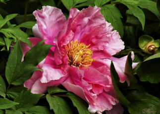 Картинка цветы пионы пион макро розовый