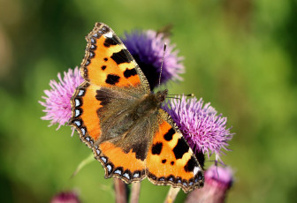 Картинка животные бабочки +мотыльки +моли крылья бабочка макро усики фон