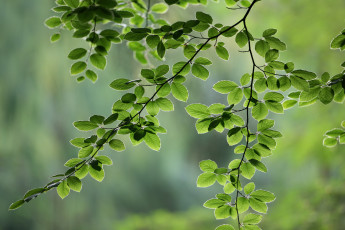 Картинка природа листья ветки