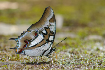 Картинка животные бабочки +мотыльки +моли бабочка макро фон усики крылья