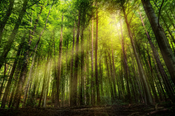 Картинка природа лес лучи солнце