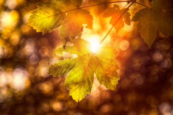 Картинка природа листья свет боке