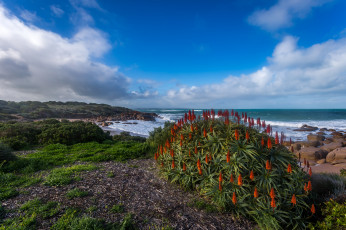 Картинка природа побережье океан берег цветы