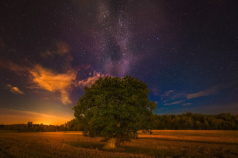 Картинка природа восходы закаты дерево поле ночь