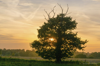 Картинка природа восходы закаты дерево восход утро