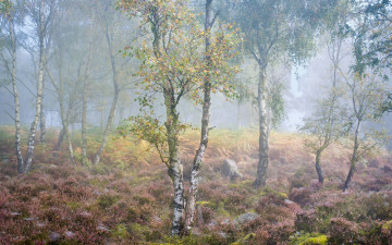 Картинка природа лес осень туман берёзы