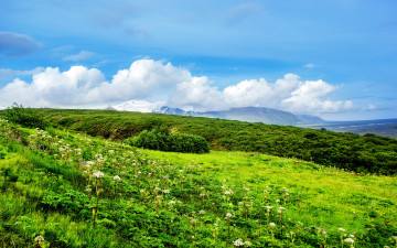 Картинка природа луга зелень облака полевые цветы трава холмы лето