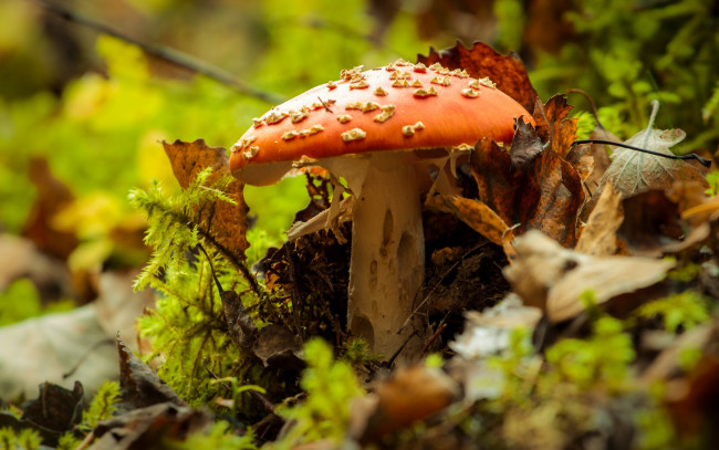 Обои картинки фото природа, грибы,  мухомор, осень, гриб