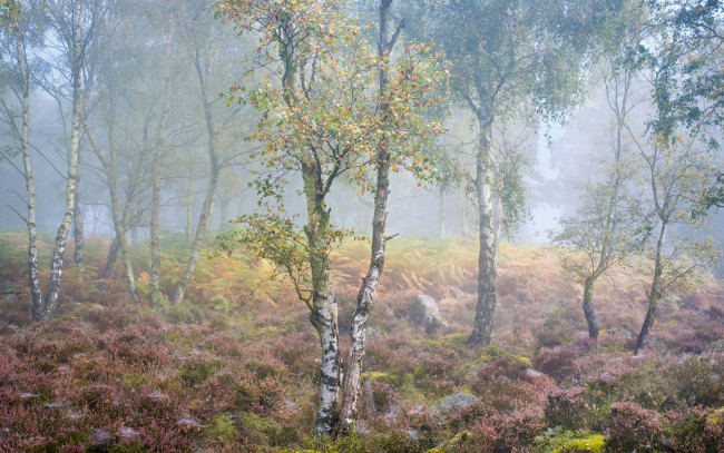 Обои картинки фото природа, лес, осень, туман, берёзы