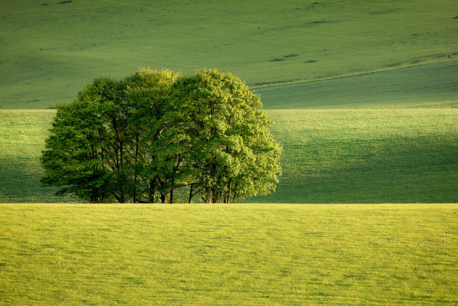 Обои картинки фото природа, деревья, поле