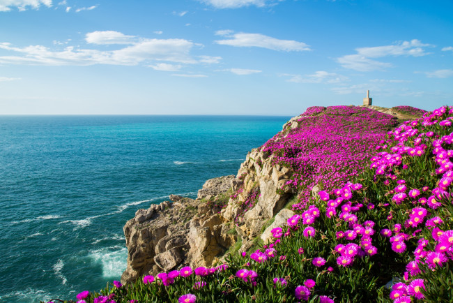 Обои картинки фото природа, побережье, bay, of, biscay, суансес, кантабрия, испания, бискайский, залив, океан, цветы, скалы, spain, cantabria, suances