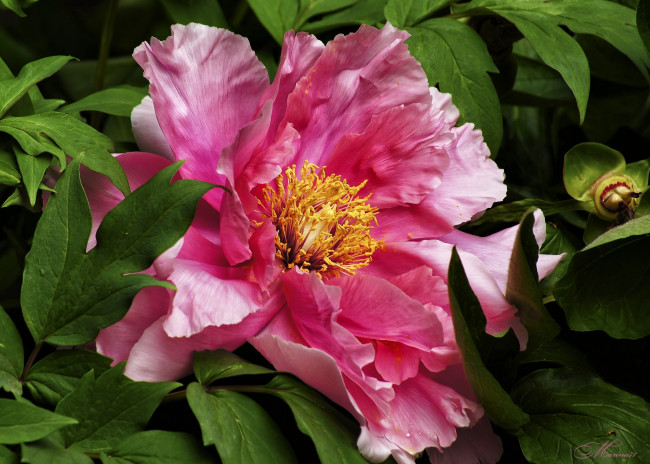 Обои картинки фото цветы, пионы, пион, макро, розовый