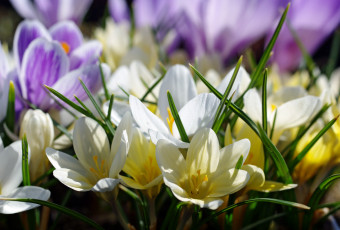 обоя цветы, крокусы, апрель, белый, цвет, весна, дача, жёлтый, красота, луковичные, макро, множество, нежность, первоцветы, природа, радость, растения, сиреневый, флора
