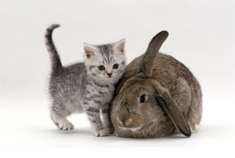 обоя животные, разные вместе, серый, кролик, котенок