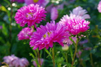 Картинка цветы астры дача красота однолетники осень природа растения розовый цвет сентябрь флора