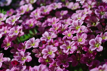 Картинка цветы дача камнеломка красота май множество нежность природа растения розовый цвет весна флора цветущий мох