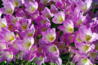 Картинка цветы крокусы безвременник дача красота луковичные множество осень природа радость растения сентябрь сиреневый цвет флора