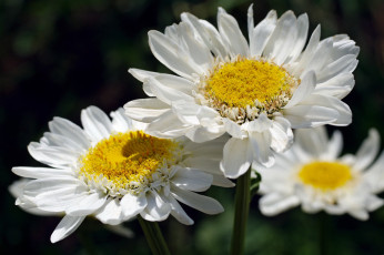 Картинка цветы ромашки позитив нежность макро лето флора красота дача растения природа белый цвет белоснежность