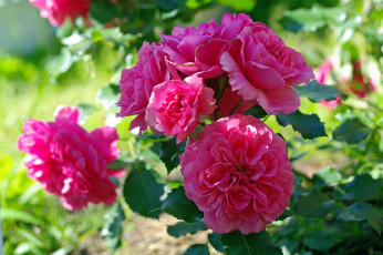 Картинка цветы розы дача июль красота лето природа растения розовый цвет флора цветение