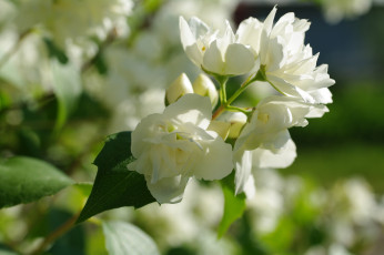 Картинка цветы жасмин декоративные кустарники белый цвет дача белоснежность флора цветение природа нежность лето красота