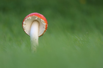Картинка природа грибы +мухомор гриб мухомор трава