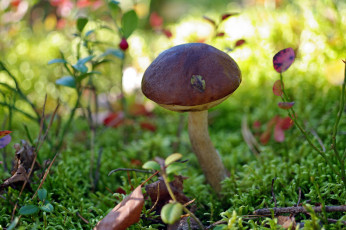 Картинка природа грибы лес осень подберёзовик прогулка растения сентябрь съедобные трава трофеи