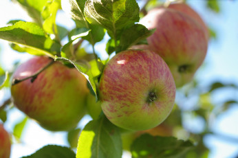 Картинка природа плоды дача красота небо сад урожай фрукты яблоки