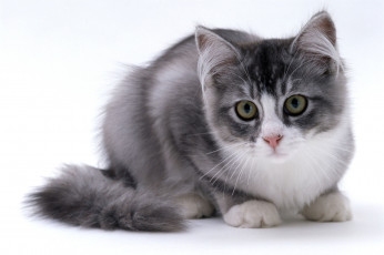 Картинка животные коты милый пушистый котенок