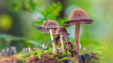 Картинка природа грибы гриб лес мох