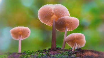 Картинка природа грибы лес мох гриб