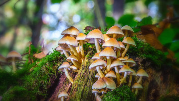 Картинка природа грибы мох лес гриб