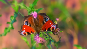 Картинка животные бабочки +мотыльки +моли порхание бабочка цветы