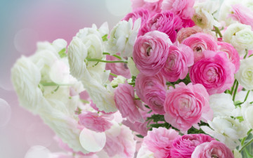 Картинка цветы ранункулюс+ азиатский+лютик лютики beautiful white розовые pink flowers ranunculus