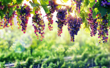 Картинка природа Ягоды +виноград fruit natural beauty winery vine nature grape